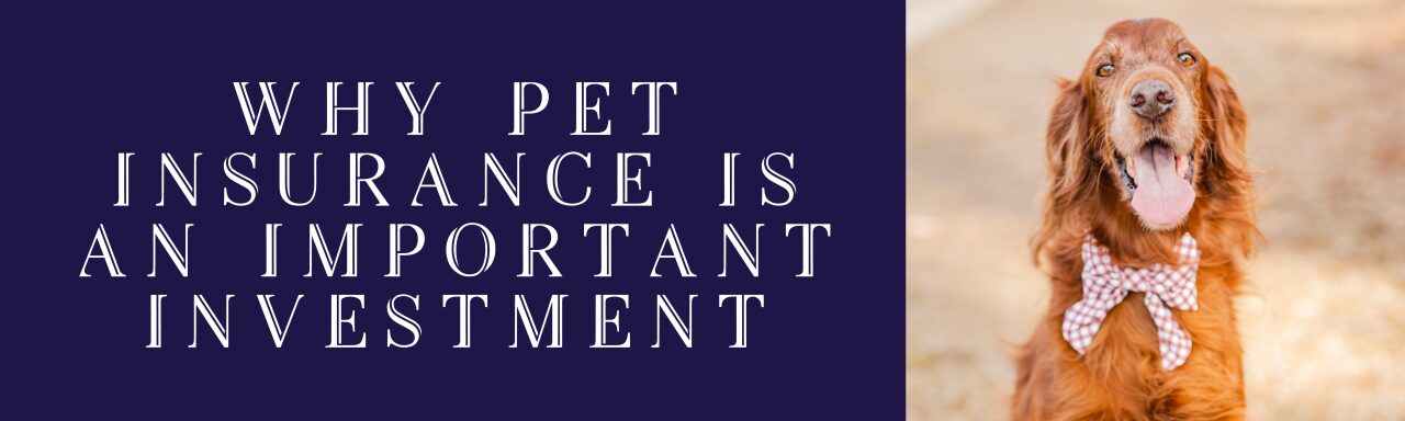 pet insurance