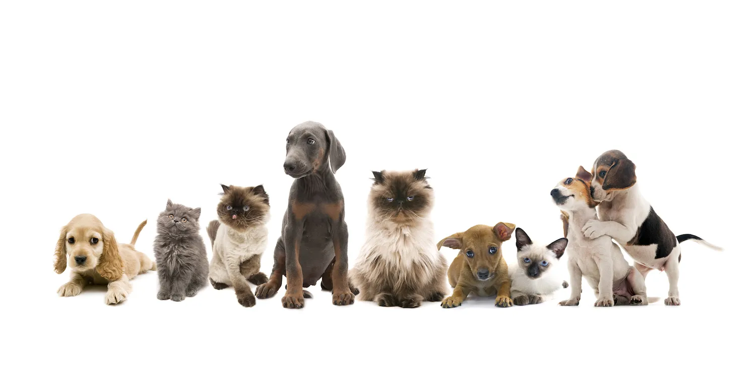 Benefits of Pet Insurance