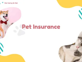 The Benefits of Pet Insurance for Cats